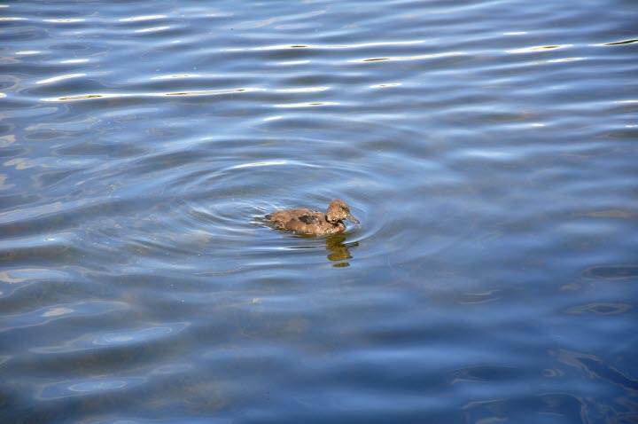 Helgesjön