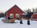 A horse dragging a slead on snowcovered ground.