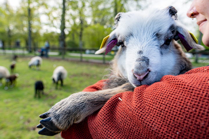 En djurskötare håller om ett litet lamm. 