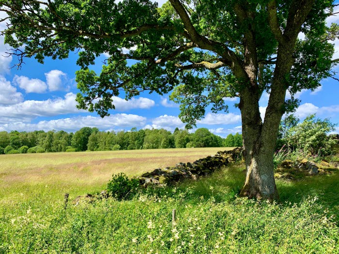 The Swedish Fika Route
