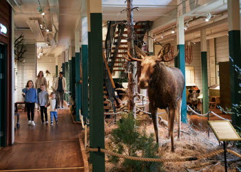 Barn på Kungajaktmuseet Älgens Berg