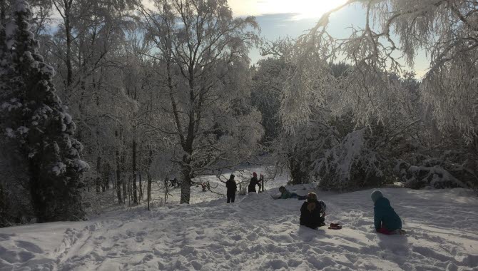 Massa pulkaåkare i ett vinterlandskap med blå himmel.