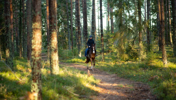 Ryttare på häst i skogen.