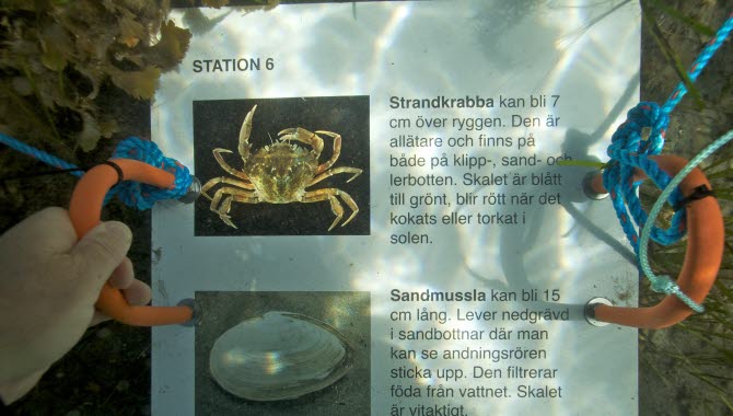 Snorkelled i Kosterhavet. Längst leden finns det stationer under ytan med informationsskyltar.