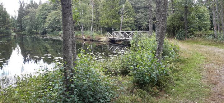 Bävern 