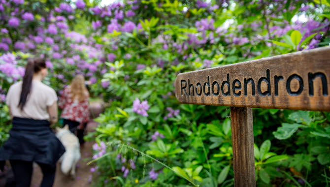 Två kvinnor går in i en tunnel av lila Rhododendronbuskar. I bilden syns också en skylt som säger Rhododendrondalen.