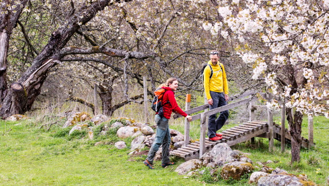 Par vandrar mellan blommande hagar