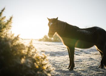 En bild på en häst som står i gyllene solsken på en frostbiten gräsmatta.