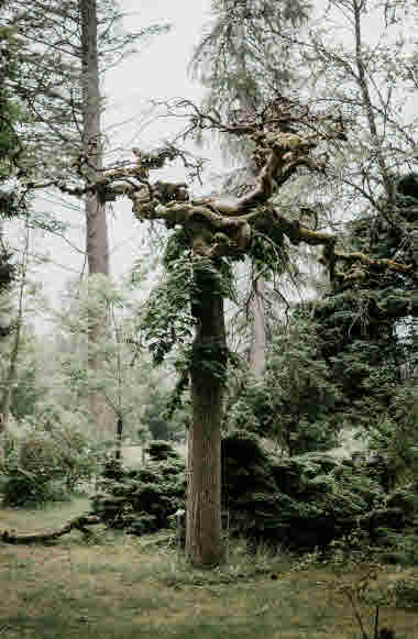 Alphems Arboretum, Floby