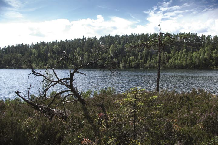 Kednäs naturreservat