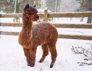 En brun alpacka med röd grimma står och i ett snöigt landskap.