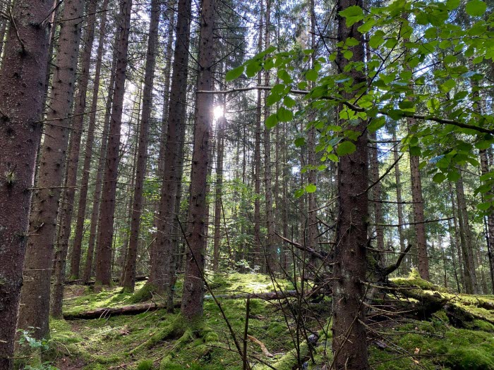 Naturreservat Åsnebo