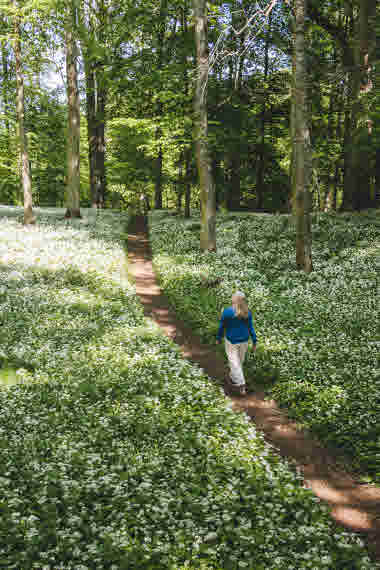 Höjentorp Naturreservat, Axwall