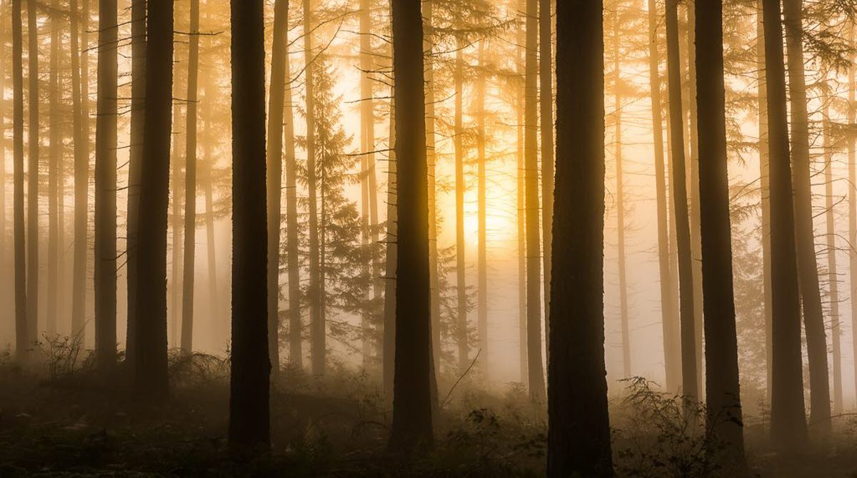 En bild på en skog som är tagen i morgondimma och soluppgång. 