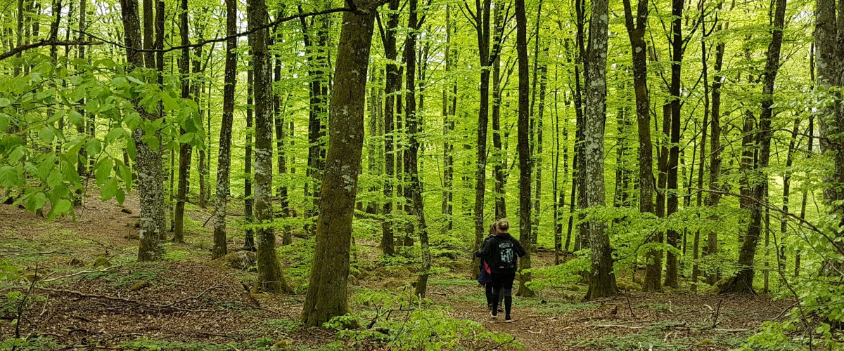 Promenad i bokskogen Hult