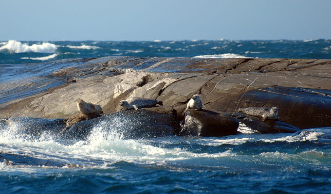 Sälar ligger på klippa i Kosterhavets nationalpark