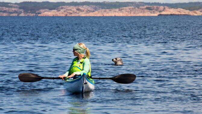 Säl tittar upp ur vattnet bakom kvinna som paddlar kajak