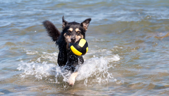 Hund som badar.
