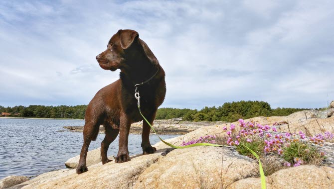 En brun labrador står på en klippa och tittar ut på havet.