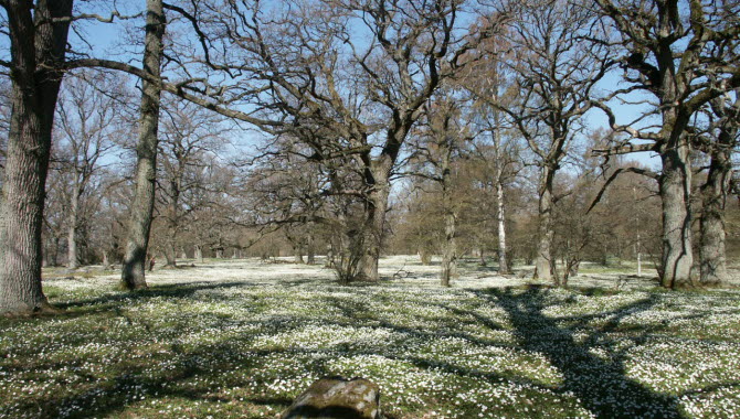 En äng full av vita blommor och kala träd en tidig och solig vårdag.