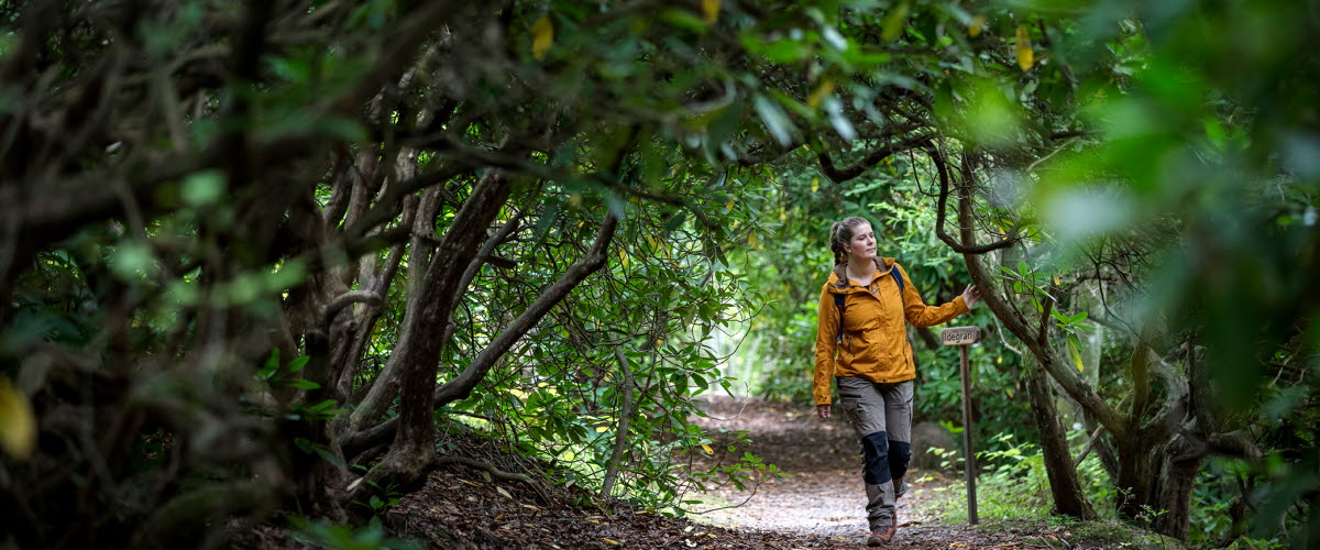 En kvinna i gul jacka och blå ryggsäck vandrar längs en stig omgiven av en grön tunnel av Rhododendronbuskar. 