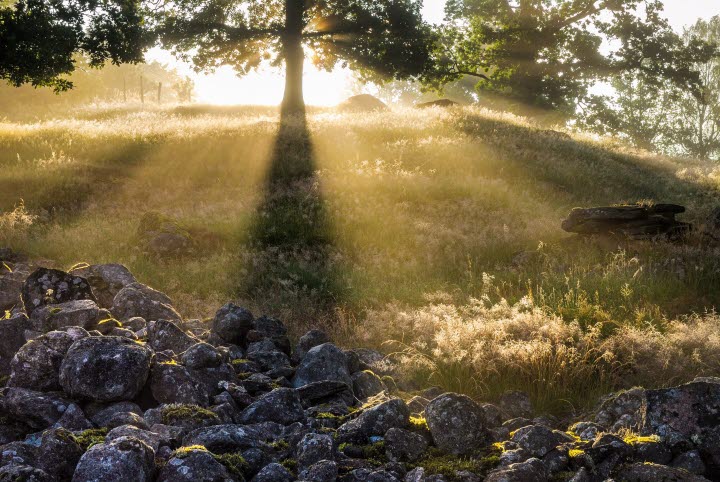 En vacker bild på en stenmur och ett träd som står uppe på en kulle. Bakom trädet lyser solen som skapar en fantastisk skugga över kullen ner mot stenmuren.