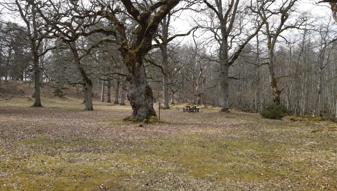 Stor ek och vårgräs och gamla eklöv på marken.