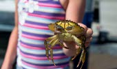 A child holding a crab.