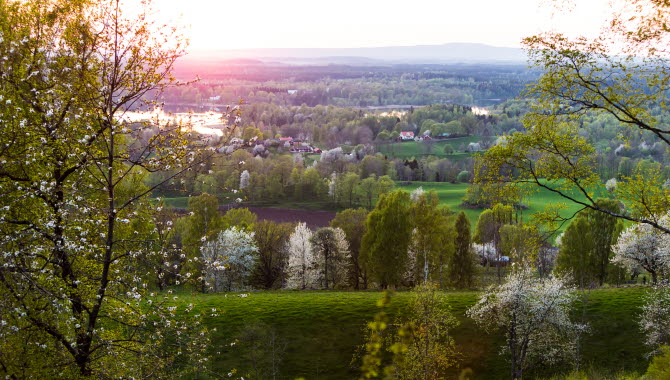 View of a blooming Valle area in sunset.