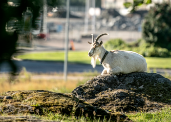 Get som sitter på en sten