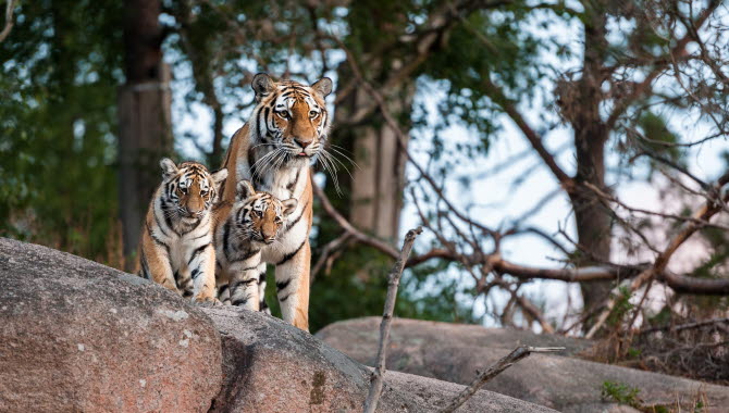 Three tigers.