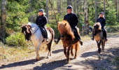 Tre Islandshästar med ryttare går på en stig i skogen