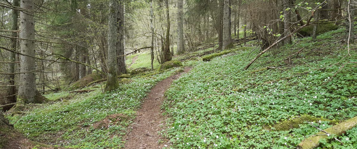 en stig i skogen med vitsippor bredvid.