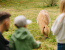 Family looking at a little light brown pony.