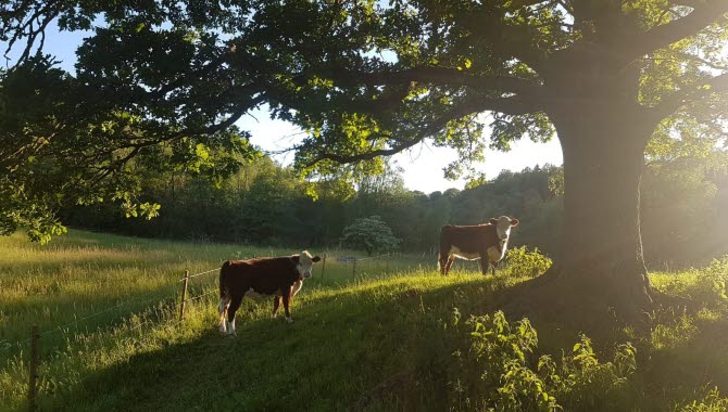 Kohagen på Sjöbacken Gård