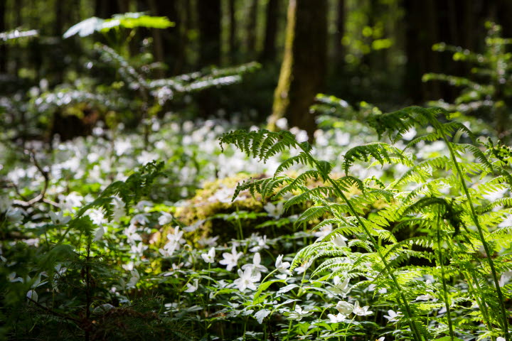Naturreservat Nolberget-Missunnebäcken