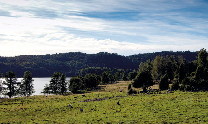 Kölviken Naturreservat