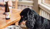 Hund dricker hundöl på en restaurang i Hjo