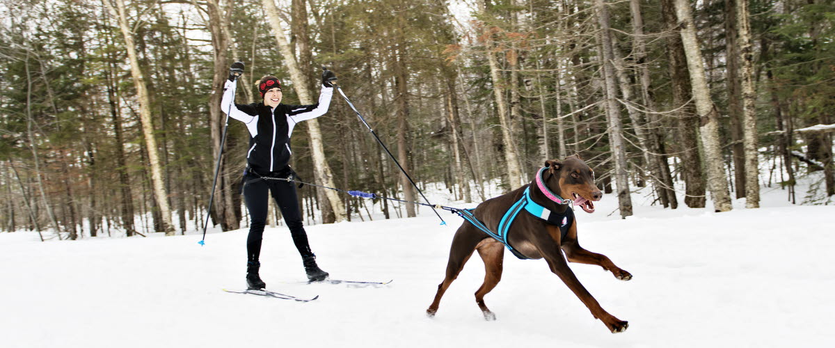 Draghund - Hund drar kvinna på längdskidor