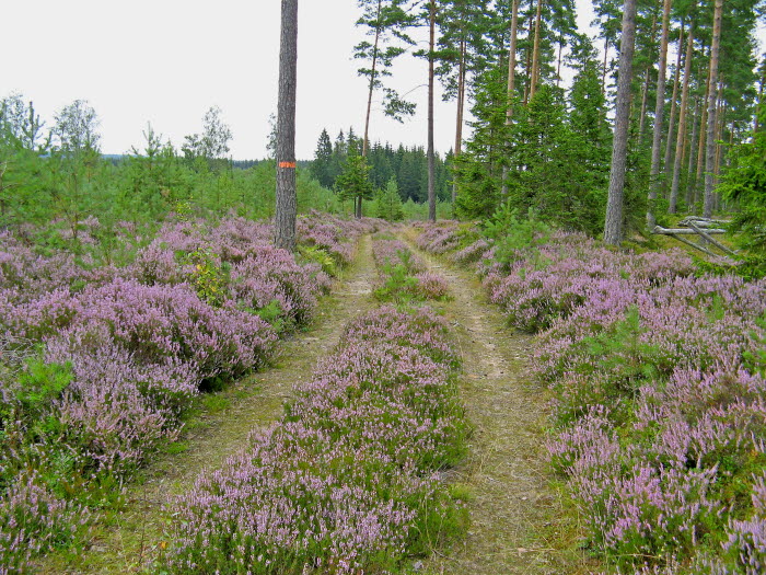 Röåslingan 