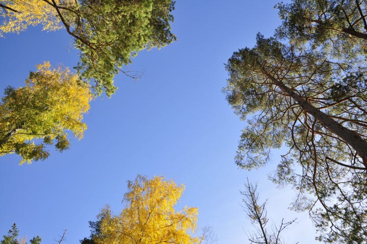 Brurmossen naturreservat