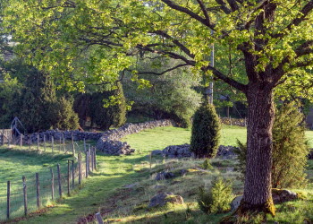 En stig i skogen som är kantad av en stenmur.