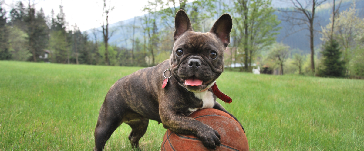 Hund som har framtassarna på en boll.