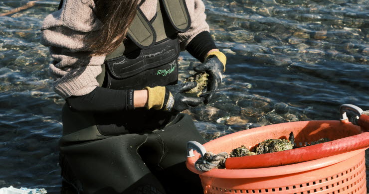Lotta Klemming pick oysters
