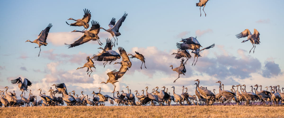 Flying cranes by Lake Hornborga