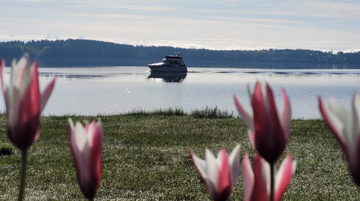 Boat on lake Vänern and flowers in the foreground.