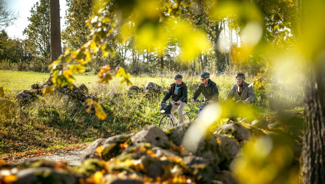 Tre män som cyklar, löv från ett träd i förgrunden.