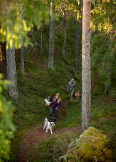 Mörttjärns naturreservat, Dals Rostock