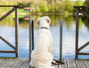 Dog in West Sweden