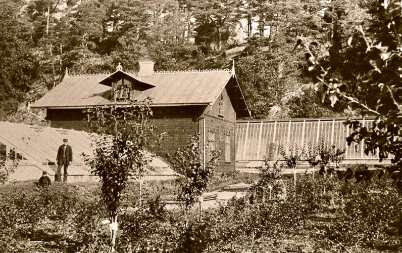 Gammalt svartvitt foto av trädgård med hus och växthus.